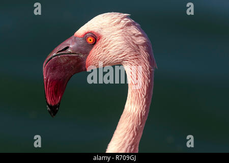 Flamingo Kopf hautnah Stockfoto