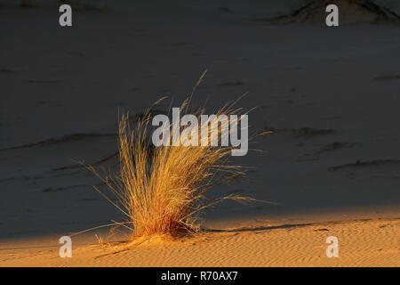 Sanddüne mit grass Stockfoto