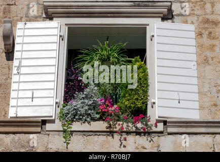 Kroatische Fenster mit Pflanzen und Blumen - Dubrovnik, Dalmatien, Kroatien Stockfoto