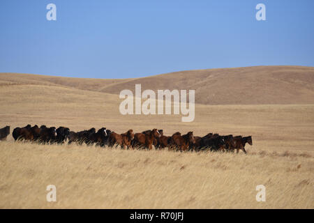 (181207) - DONG UJIMQIN QI, Dez. 7, 2018 (Xinhua) - die Pferde auf der Weide auf dem Grünland in Dong Ujimqin Qi von Xilin Gol, North China Autonome Region Innere Mongolei, Dez. 6, 2018. Das Rennen Pferde der Ranch sind Kreuz gezüchtet, um die gewünschten Eigenschaften zu verbessern und sind es wert, mehrmals den Preis für normale Pferde. (Xinhua / Zou Yu) (Gni) Stockfoto