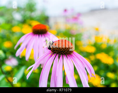 Detail der Biene auf Rot und Lila Blume. Stockfoto