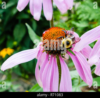 Detail der Biene auf Rot und Lila Blume. Stockfoto