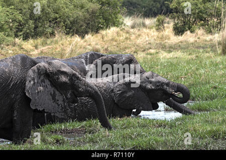 Elefant Gruppe, die Badewanne und Trinken an einer Wasserstelle im Chobe National Park, Botswana Stockfoto