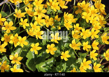 Caltha palustris im Sumpf wächst. Frühling Blumen. Sumpfdotterblume Nahaufnahme Stockfoto