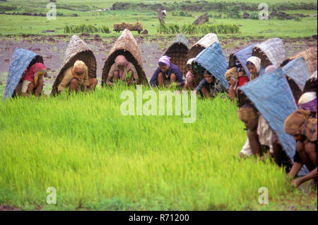 Bauern arbeiten in Reisfeld Pflanzen Reispflanzen Sämlinge in Monsun Regenschutz Regenmantel ländlichen Regenschirm, Maharashtra, Indien, Asien Stockfoto