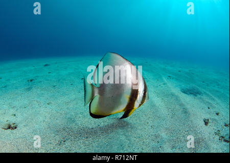 Orbicular Fledermausfischen (Platax orbicularis) auf sandigem Meeresgrund, Rotes Meer, Abu Dabab, Ägypten Stockfoto