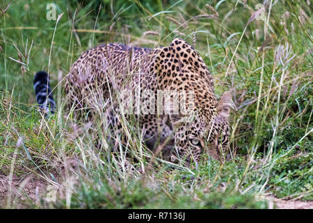 Leopard (Panthera pardus) schleicht sich auf dem Gras, Masai Mara, Kenia Stockfoto