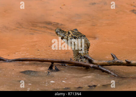 Junge Yacare Kaimane (Caiman yacare) in Wasser, Cuiaba Fluss, Pantanal, Brasilien Stockfoto