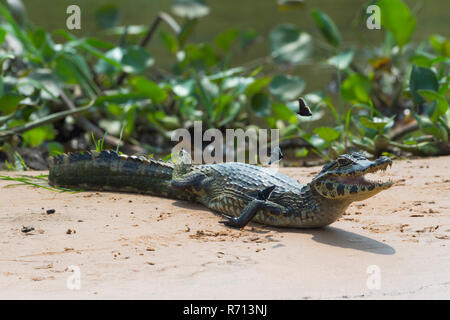 Junge Yacare Kaimane (Caiman yacare) mit fliegenden Schmetterlinge auf Sandbank, Cuiaba Fluss, Pantanal, Brasilien Stockfoto