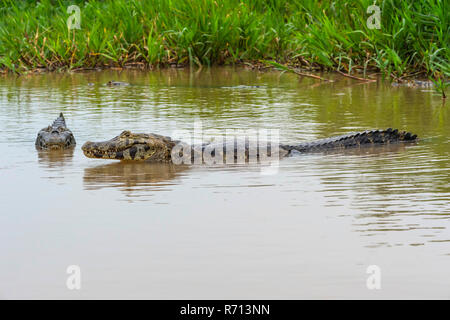 Yacare Kaimane (Caiman yacare) in Wasser, Cuiaba Fluss, Pantanal, Brasilien Stockfoto