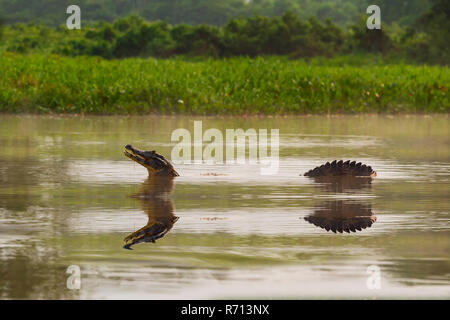 Yacare Kaimane (Caiman yacare) in Wasser, Cuiaba Fluss, Pantanal, Brasilien Stockfoto