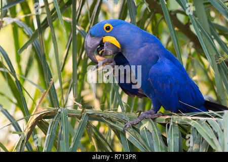 Hyazinthara (Anodorhynchus hyacinthinus), Fütterung auf Nüsse, Pantanal, Mato Grosso, Brasilien Stockfoto