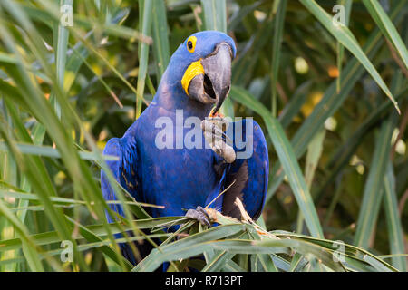 Hyazinthara (Anodorhynchus hyacinthinus) Fütterung mit Muttern, Pantanal, Mato Grosso, Brasilien Stockfoto