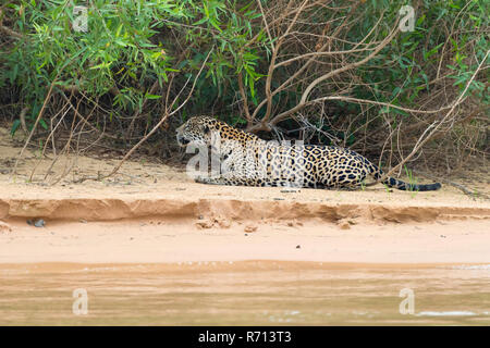 Jaguar (Panthera onca) Stalking am Ufer, Cuiaba Fluss, Pantanal, Mato Grosso, Brasilien Stockfoto