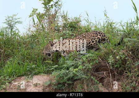 Jaguar (Panthera onca) Wandern am Ufer, Cuiaba Fluss, Pantanal, Mato Grosso, Brasilien Stockfoto