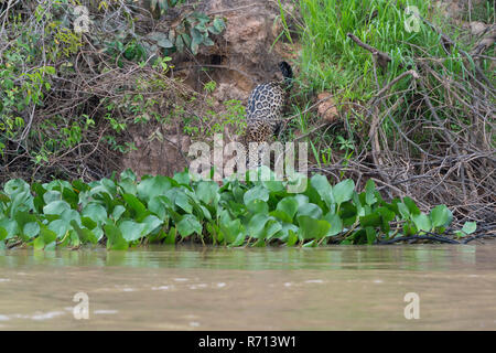 Jaguar (Panthera onca) am Ufer des Flusses, Cuiaba, Pantanal, Mato Grosso, Brasilien Stockfoto