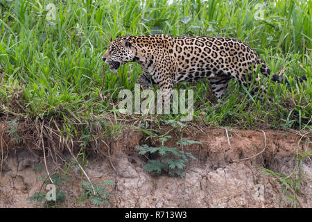 Jaguar (Panthera onca) Wandern am Ufer, Cuiaba Fluss, Pantanal, Mato Grosso, Brasilien Stockfoto