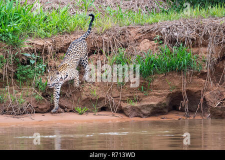 Jaguar (Panthera onca) am Ufer des Flusses, Cuiaba, Pantanal, Mato Grosso, Brasilien Stockfoto