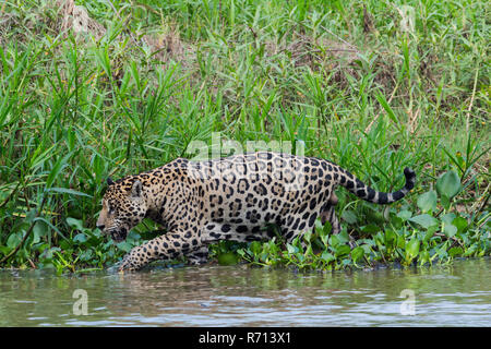 Jaguar (Panthera onca) Wandern am Ufer, Cuiaba Fluss, Pantanal, Mato Grosso, Brasilien Stockfoto