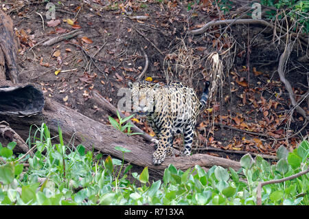 Jaguar (Panthera onca) am Ufer des Flusses, Cuiaba, Pantanal, Mato Grosso, Brasilien Stockfoto