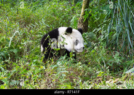 Panda (Ailuropoda lalage), 2 Jahre, China Erhaltung und Forschung Zentrum für der Panda, Chengdu, Sichuan Stockfoto