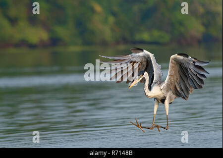 Weiß-necked Reiher oder Cocoi Heron (Ardea cocoi) Angeln, Pantanal, Mato Grosso, Brasilien Stockfoto