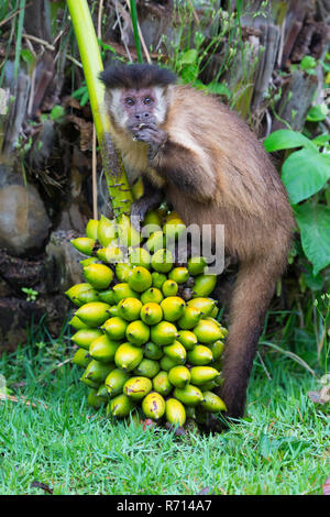 Getuftete Kapuziner, Black-capped Kapuziner oder braunen Kapuzineraffen (Cebus apella), Fütterung auf Palm Tree Früchte, Mato Grosso do Sul, Brasilien Stockfoto