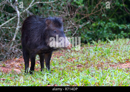 Weißlippen-Peccary (Tayassu Pecari), Mato Grosso do Sul, Brasilien Stockfoto