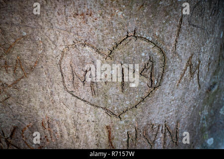Herz geschnitzt in einen Baum mit den Buchstaben M und M, Visby, Gotland, Schweden Stockfoto