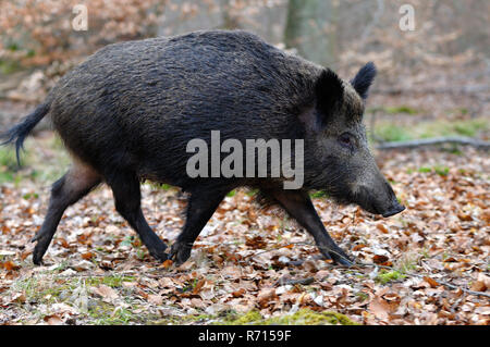 Wildschwein (Sus scrofa), Weibliche, Nordrhein-Westfalen, Deutschland Stockfoto