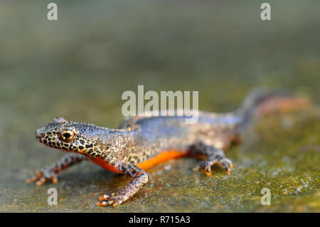 Bergmolch (Ichthyosaura alpestris) männlich, Wandern auf Stein, Nordrhein-Westfalen, Deutschland Stockfoto