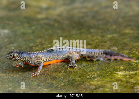 Bergmolch (Ichthyosaura alpestris) männlich, Wandern auf Stein, Nordrhein-Westfalen, Deutschland Stockfoto