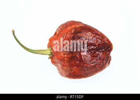 Getrocknete Bhut-Jolokia-oder Naga Jolokia Chili, heißesten Chili der Welt, 2006 Guinness World Records Stockfoto