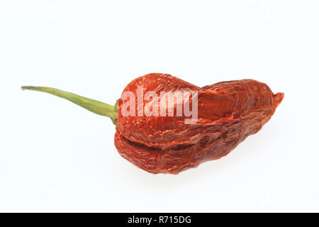 Getrocknete Bhut-Jolokia-oder Naga Jolokia Chili, heißesten Chili der Welt, 2006 Guinness World Records Stockfoto