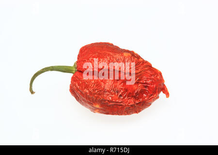 Getrocknete Bhut-Jolokia-oder Naga Jolokia Chili, heißesten Chili der Welt, 2006 Guinness World Records Stockfoto