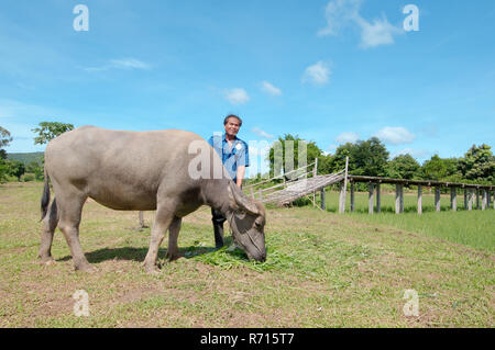 Thai farmer Fütterung Gras ein Wasserbüffel oder inländische Asiatische Wasserbüffel (Bubalus bubalis", Syn. Bubalus arnee) Stockfoto