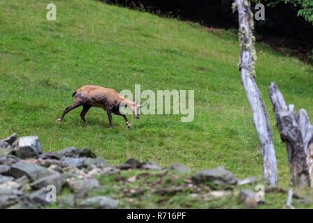 Chamois alpine Ziege vom Mont Blanc Stockfoto