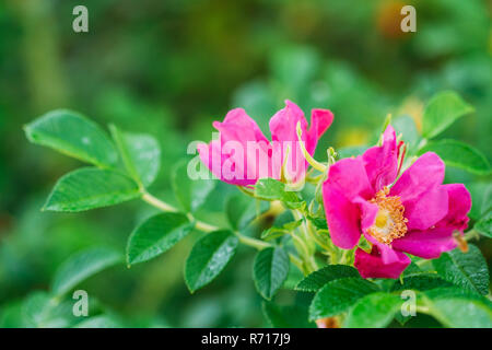 Rosa Blume von Rose. Rose ist ein Woody mehrjährig Blühende Pflanzen der Gattung Rosa, in der Familie der Rosaceae, oder die Blume Sie trägt. Stockfoto