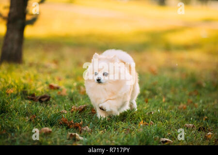 Nach weißen Pomeranian Spitz Hund Wandern Outdoor im Herbst Gras. Stockfoto