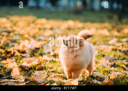 Junge rote Welpen Pomeranian Spitz Welpe Hund schnüffeln Luft im Freien im Herbst Park. Stockfoto