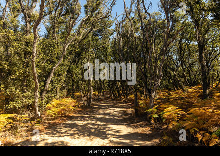 Sandigen Trail im Wald von Veillon am Pointe du Payre (Talmont-Saint-Hilaire, Frankreich) Stockfoto