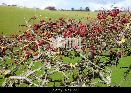 Nahaufnahme einer reife rote Hawthorn Berry Bush mit über zweihundert rote Beeren, Rosa Moschata, im Spätherbst, Cuckmere Haven, South Downs Stockfoto