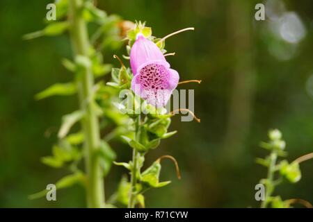 Blumen in Irland Blarney Castle gefunden Stockfoto