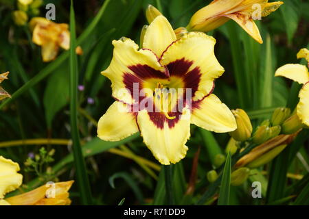 Blumen in Irland Blarney Castle gefunden Stockfoto