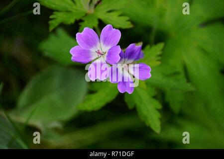 Blumen in Irland Blarney Castle gefunden Stockfoto