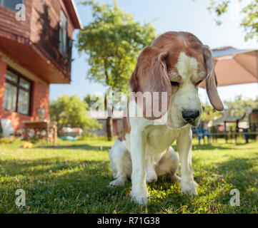 Traurig einsam Hund sitzen auf dem Gras in der Nähe des Hauses an einem sonnigen Sommertag. Stockfoto