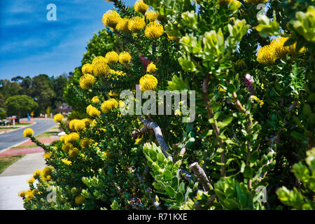 Gelbe Feder grevillia Australian wildflower Stockfoto