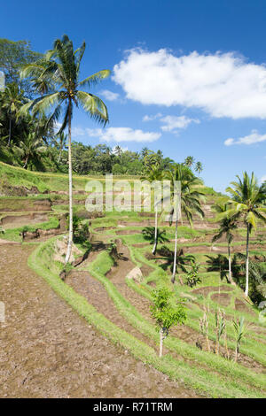 Reis-Terrassen in der Nähe von Tegallalang, Bali, Indonesien Stockfoto