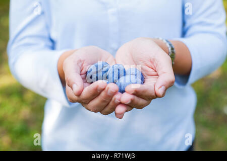 In der Nähe Bild von einer Handvoll reife Pflaumen Stockfoto