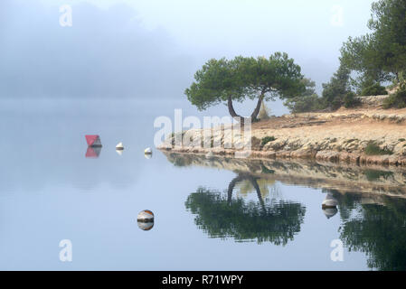 Spiegelbild oder reflektierte Bild eines einzigen Baum am Ufer von Esparron See, in den Schluchten des Verdon Park, Alpes-de-Haute-Provence Provence Frankreich Stockfoto